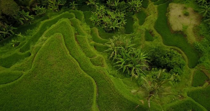 Aerial view and shooting rice fields in Ubud, Bali, Indonesia