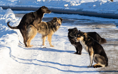 Fototapeta na wymiar dogs outdoors winter snow