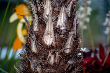 fan palm tree trunk with cut off dried leaves, close-up view of
