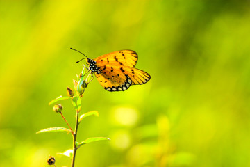 butterfly on a flower