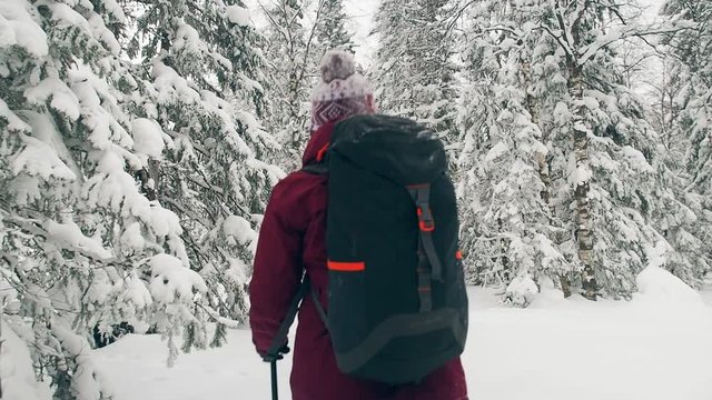 Fo;;ow young female hiking with a backpack in beautiful winter forest. Hiker trekking snow forest winter vacation. Travel, adventure and explore concept. Backpacker hiking wintry woods national park.