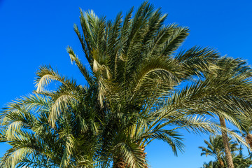 Green date palm tree against the blue sky
