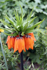 orange flower in garden