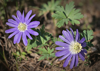 Fr&uuml;hlingsbote Balkan Anemone, Anemone blanda, mit lila Bl&uuml;ten