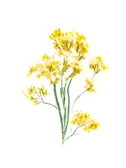 Fototapeta na wymiar Watercolor yellow wildflowers isolated on white background