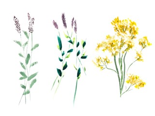 Watercolor wild flowers on white background