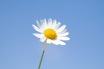 White chamomile flower on blue sky background. Selective focus, social network concept.