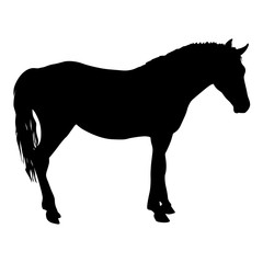 Animal silhouette of black mustang horse illustration