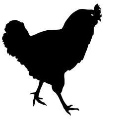 Silhouette Rooster sketch on a white background