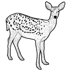 Silhouette of the deer on a white background