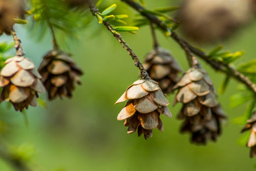 Small Larch pine cones