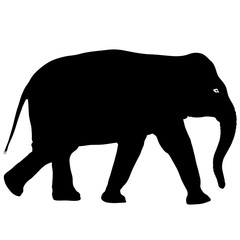 Silhouette large African elephant on a white background