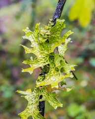 Green Lichen on a branch