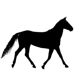 Animal silhouette of black mustang horse illustration