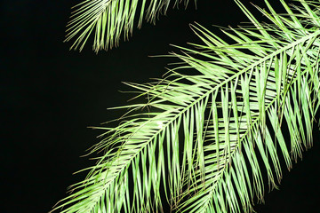 palm branches on the background of the night sky