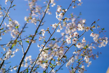 青空と桜