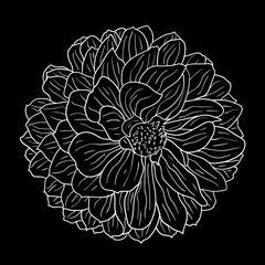 Beautiful monochrome sketch, black and white dahlia flower isolated