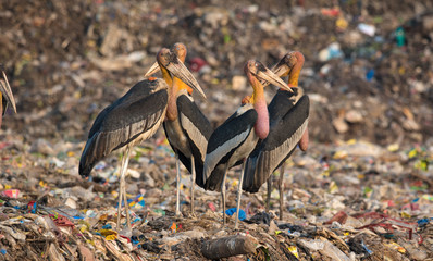 Greater Adjutants near Garbage Dump in Guwahati