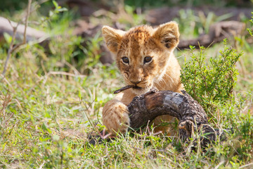 Lion cub playing in the Masai Mara National Reserve in Kenya