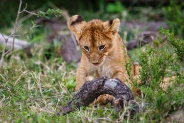 Lion cub playing in the Masai Mara National Reserve in Kenya