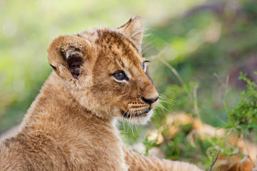 Lion cub playing in the Masai Mara National Reserve in Kenya