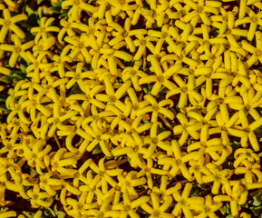 exóticas flores amarillas de la patagonia