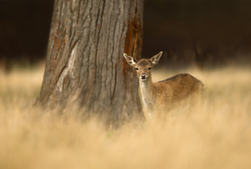 Fallow deer fawn standing in the grass
