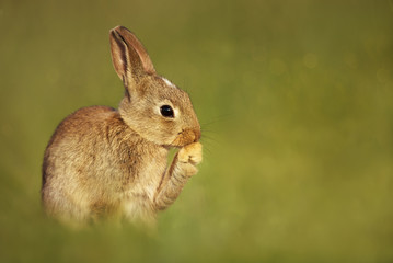 Close up of young European rabbit