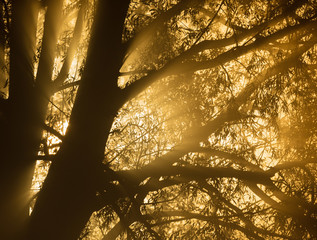 Sunburst through tree branches at sunrise