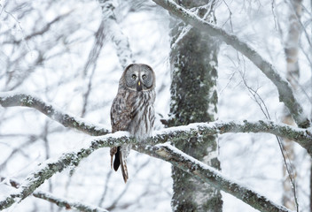 Great Grey Owl perching on a tree branch in winter