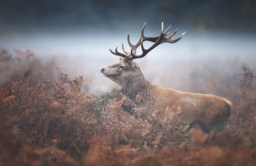 Red deer stag on a misty autumn morning