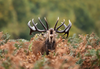 Red deer stag roaring during rutting season