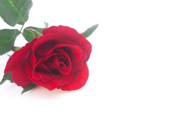 Beautiful rose flower isolated on white background .