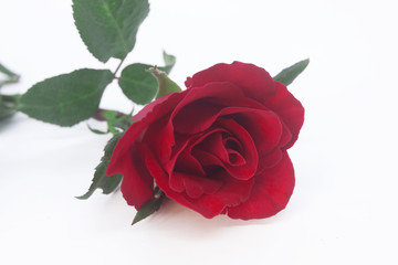 Beautiful rose flower isolated on white background .