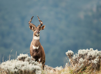 Close up of a Mountain Nyala standing in the grass, Ethiopia.