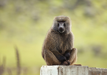 Olive baboon sitting on concrete post