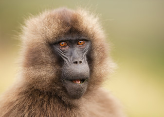 Close up of a female Gelada monkey