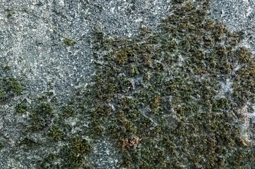 mildewed wall background