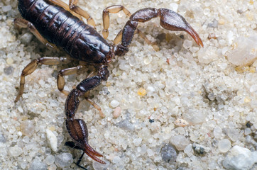 Scorpion creeps on the sand close up