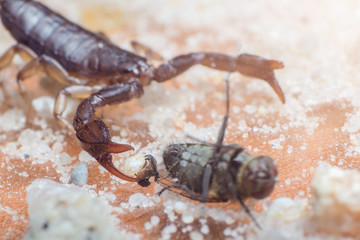 Scorpio holds a fly caught with claws and stings it with a sting, close-up
