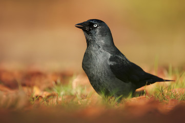 Eurasian Jackdaw in the meadow in autumn