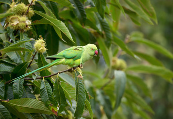 Ring-necked Parakeet perched on a tree branch