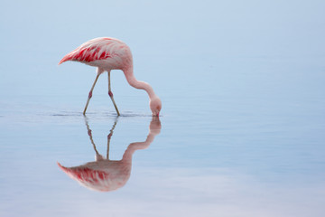 Fototapeta premium Flamingo in der Atacama-Wüste - Laguna Chaxa