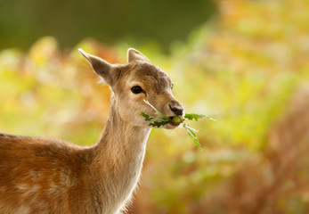 Naklejka na ściany i meble Fallow deer fawn eating leaves