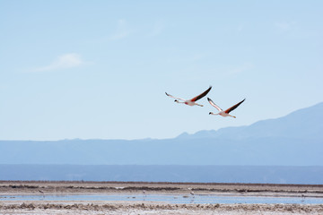 Flamingos im Flug in der Atacama Wüste, Laguna Chaxa