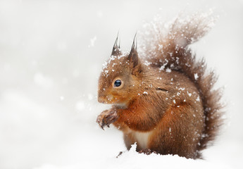 Close up of a red squirrel in the falling snow