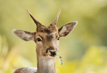 Young Fallow deer eating oak leaf