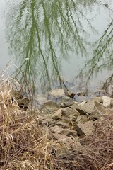 reflection of trees in the river, river in forest, stones
