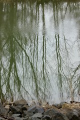 reflection of trees in the river, river in forest