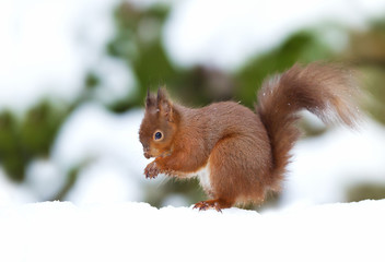 Naklejka na ściany i meble Red squirrel sitting in the snow in winter
